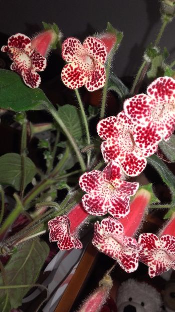 20170715_123809[1] - la kohlerii