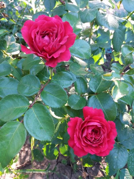  - Red Leonardo da Vinci