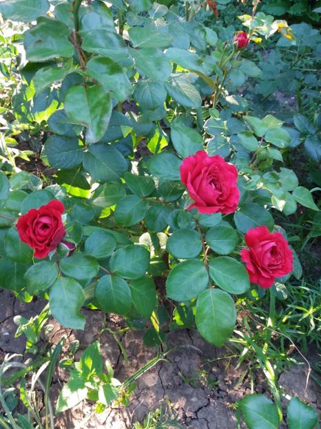  - Red Leonardo da Vinci