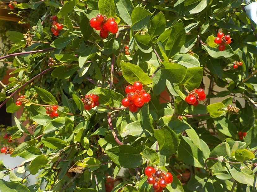  - lonicera
