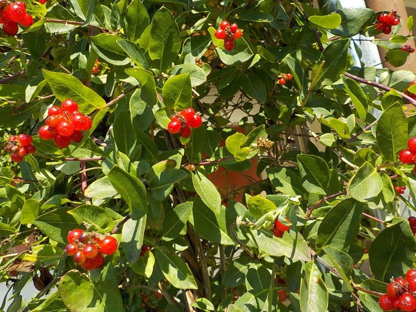  - lonicera