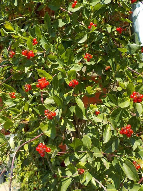  - lonicera