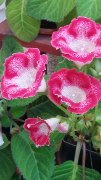 101 057 - GLOXINII 2017