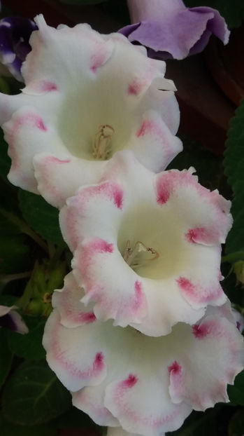 101 059 - GLOXINII 2017