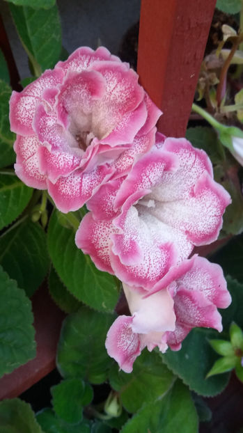 101 060 - GLOXINII 2017