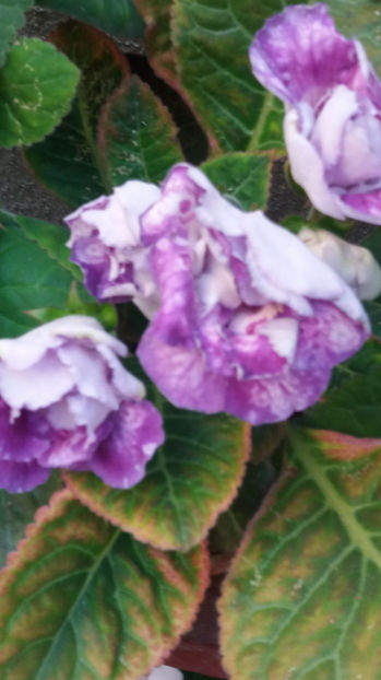 101 065 - GLOXINII 2017