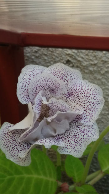 101 073 - GLOXINII 2017