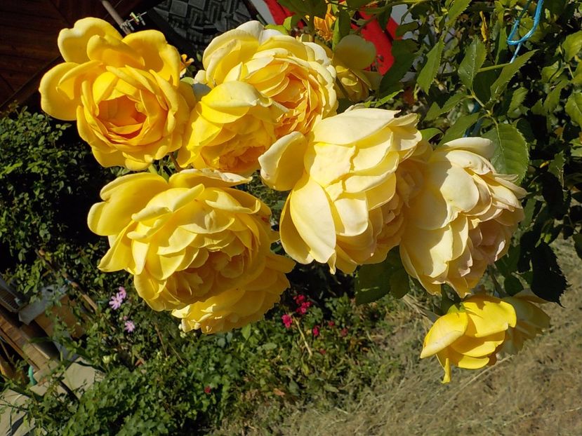  - golden celebration