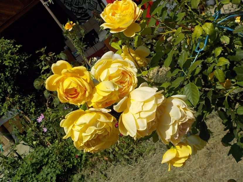  - golden celebration