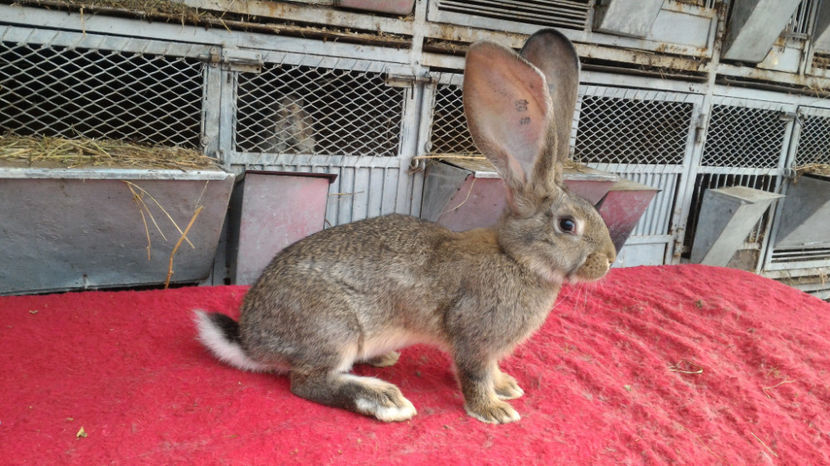 F - RO 8 - 47218 - Tineret 2017