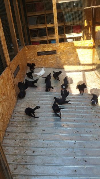  - Pui 2017 Negri Trenati de Bucuresti - negri turci