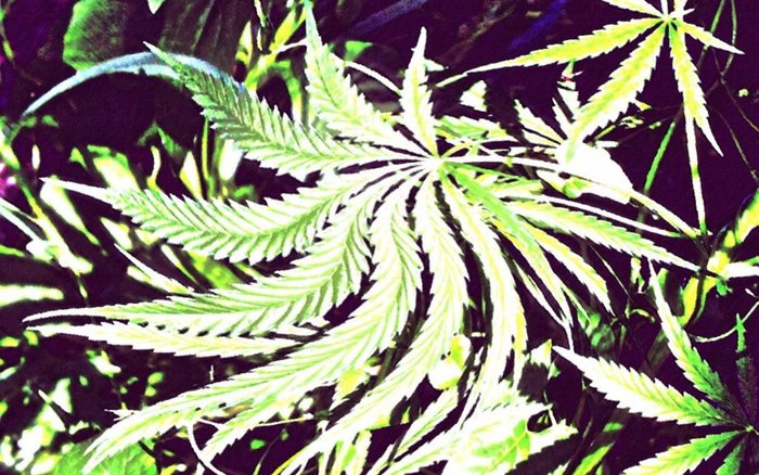 MarijuanaRW - Marijuana Wallpapers