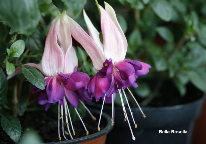 inceput inflorire - 02 Fuchsia