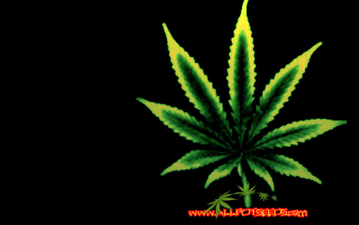 pot-seeds-wallpaper-1024-2 - Marijuana Wallpapers