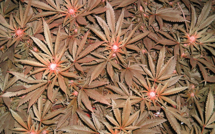 red-weed