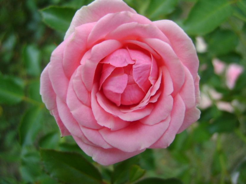 Trandafir - r Vara 2016-2017-2018-2019