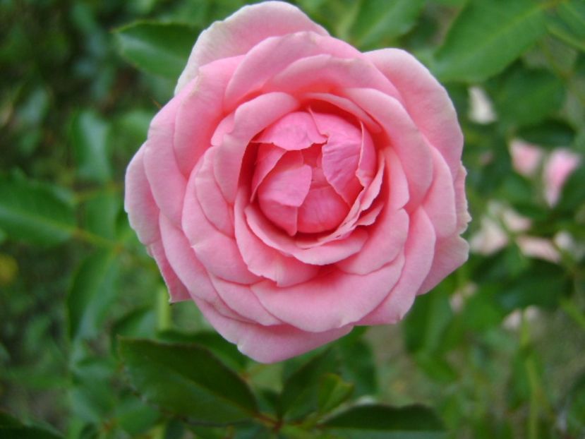 Trandafir - r Vara 2016-2017-2018-2019