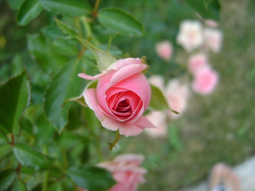 Trandafir - r Vara 2016-2017-2018-2019