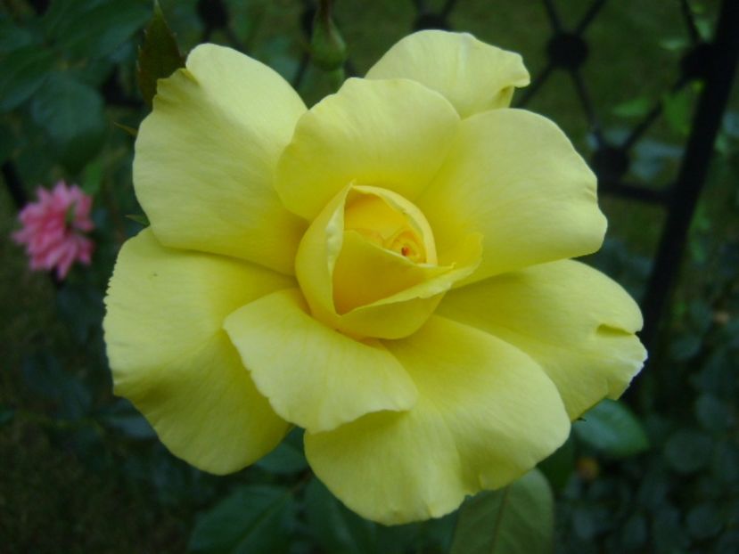 Trandafir - r Vara 2016-2017-2018-2019