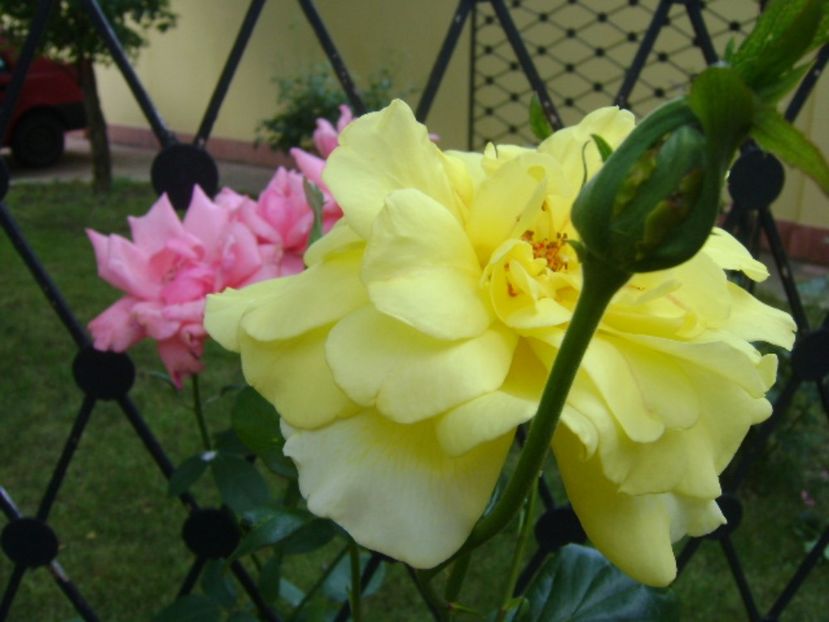 Trandafir - r Vara 2016-2017-2018-2019