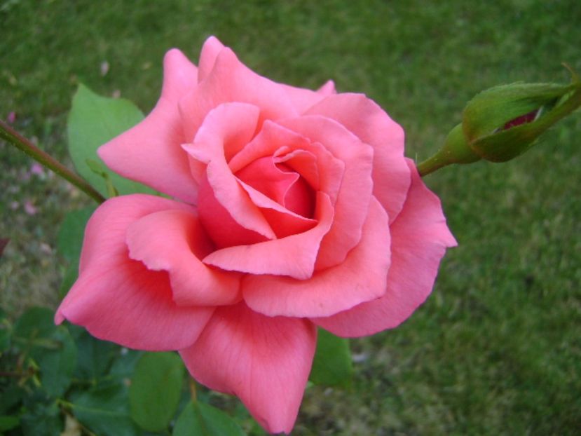 Trandafir - r Vara 2016-2017-2018-2019