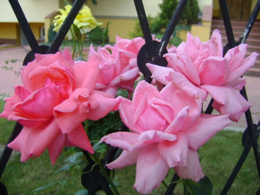 Trandafir - r Vara 2016-2017-2018-2019