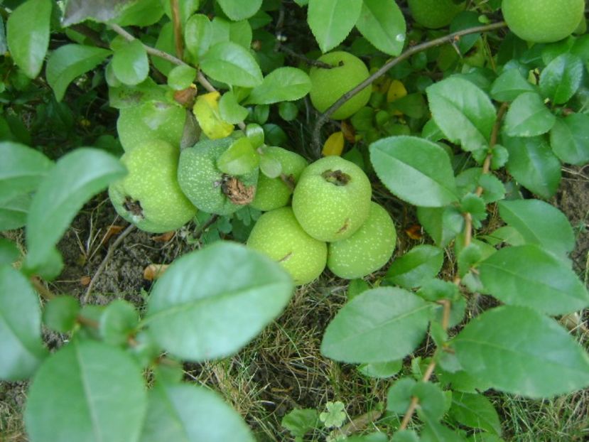 Gutui japonez, fructe - r Vara 2016-2017-2018-2019