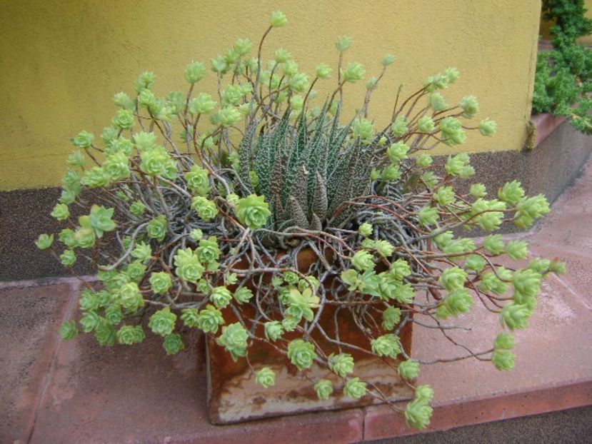 Suculente de exterior - r Vara 2016-2017-2018-2019