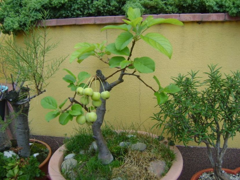 Mar decorativ - r Vara 2016-2017-2018-2019