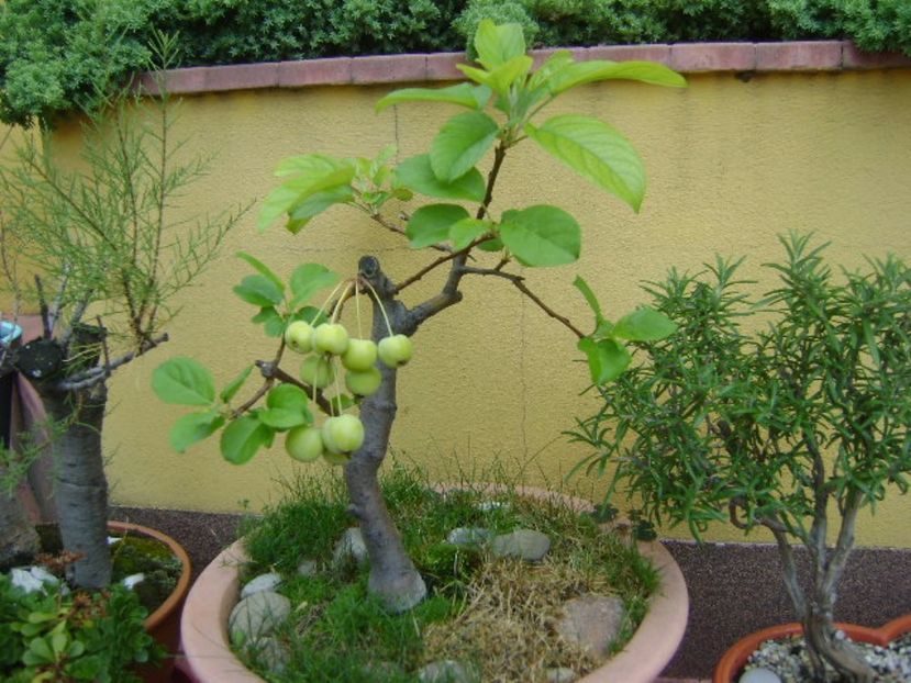 Mar decorativ - Bonsai si prebonsai 2016-2017