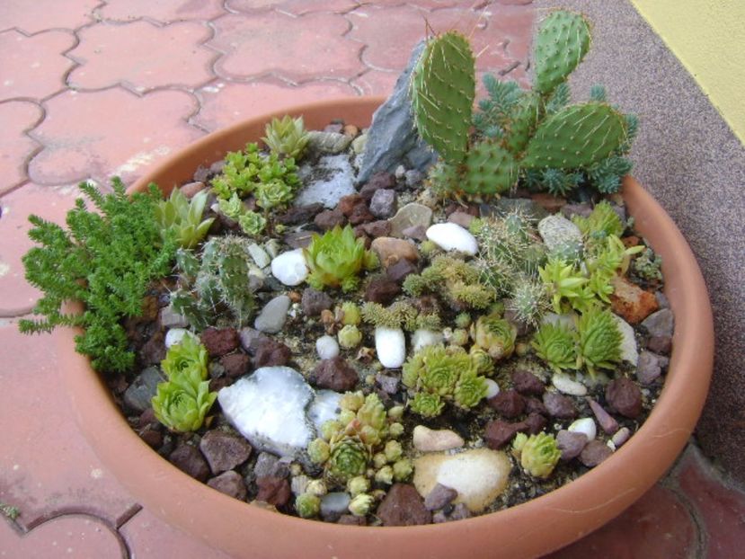 Minirocarie - r Vara 2016-2017-2018-2019