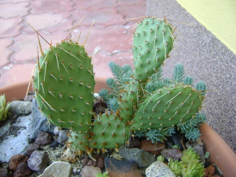 Opuntia phaeacantha - r Vara 2016-2017-2018-2019