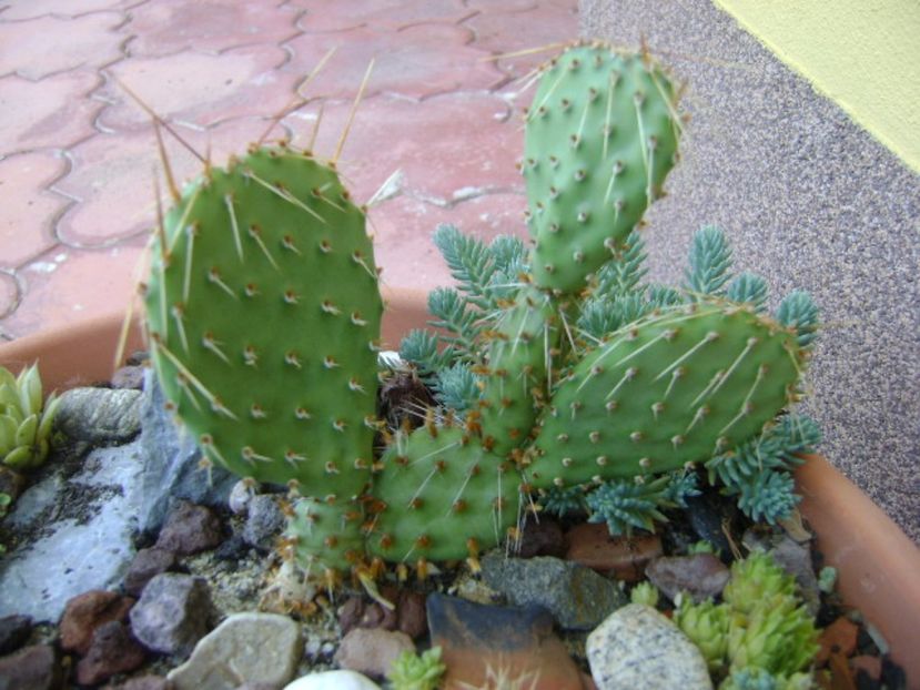 Opuntia phaeacantha - r Vara 2016-2017-2018-2019