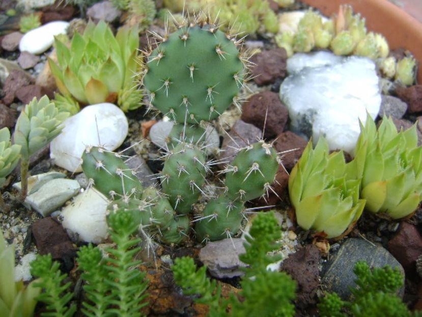 Opuntia fragilis - r Vara 2016-2017-2018-2019