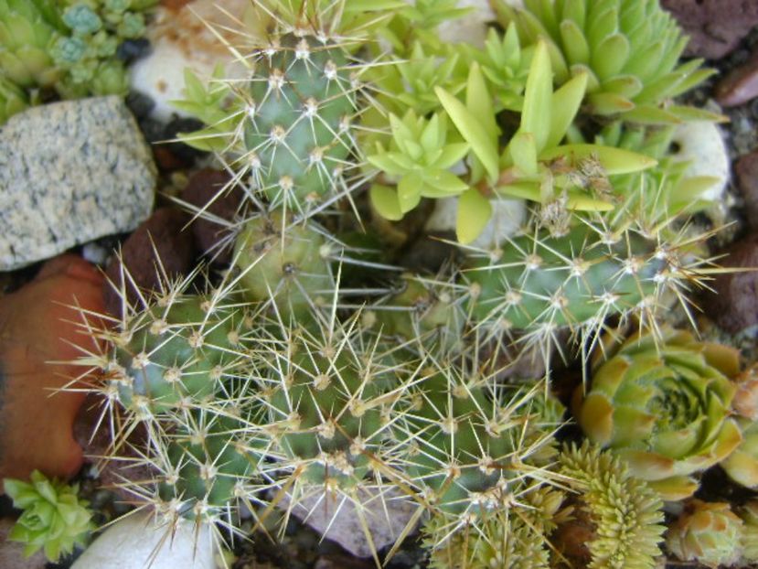 Opuntia fragilis - r Vara 2016-2017-2018-2019