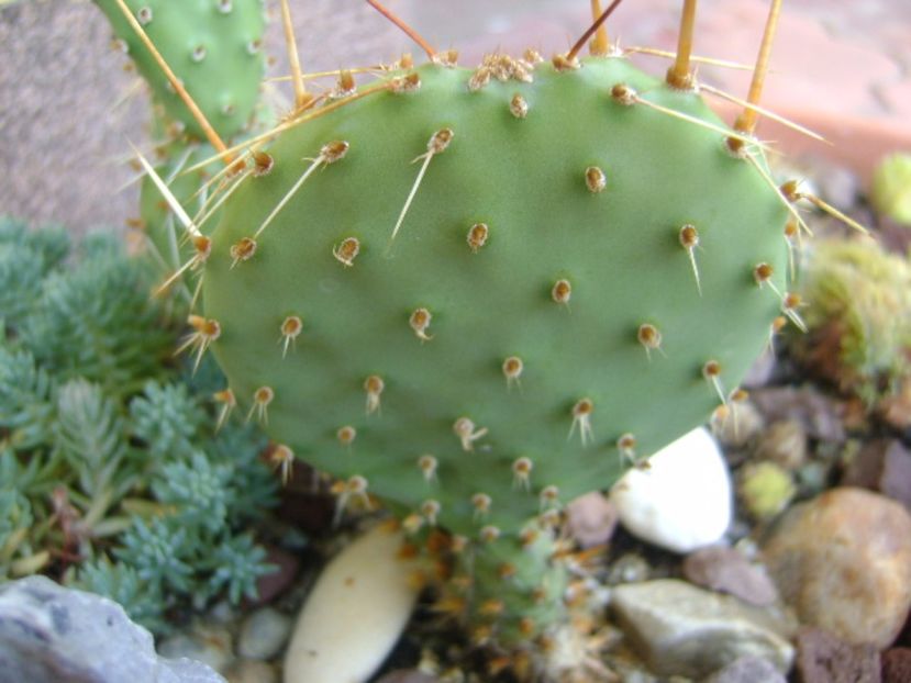 Opuntia phaeacantha - r Vara 2016-2017-2018-2019