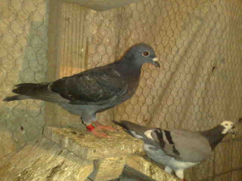 200 - X-Porumbei vinduti