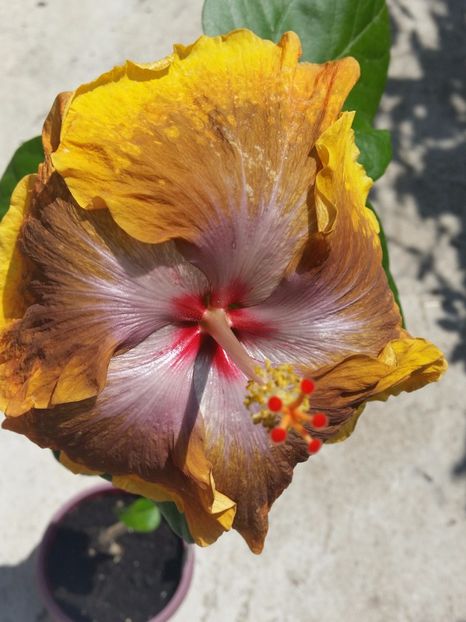  - Tahitian Sophistication