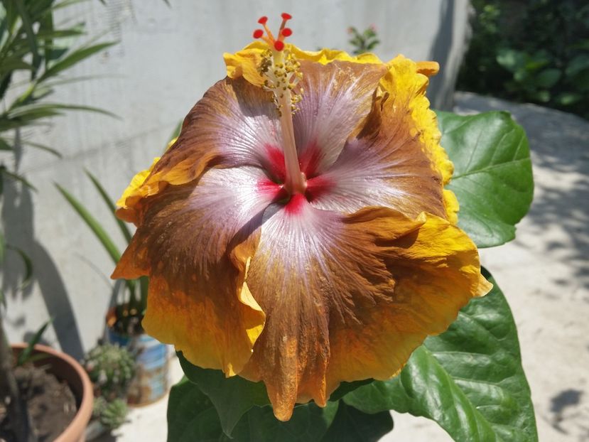  - Tahitian Sophistication