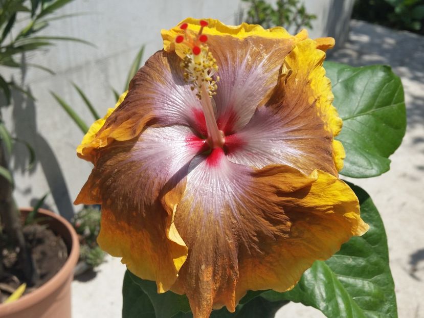  - Tahitian Sophistication