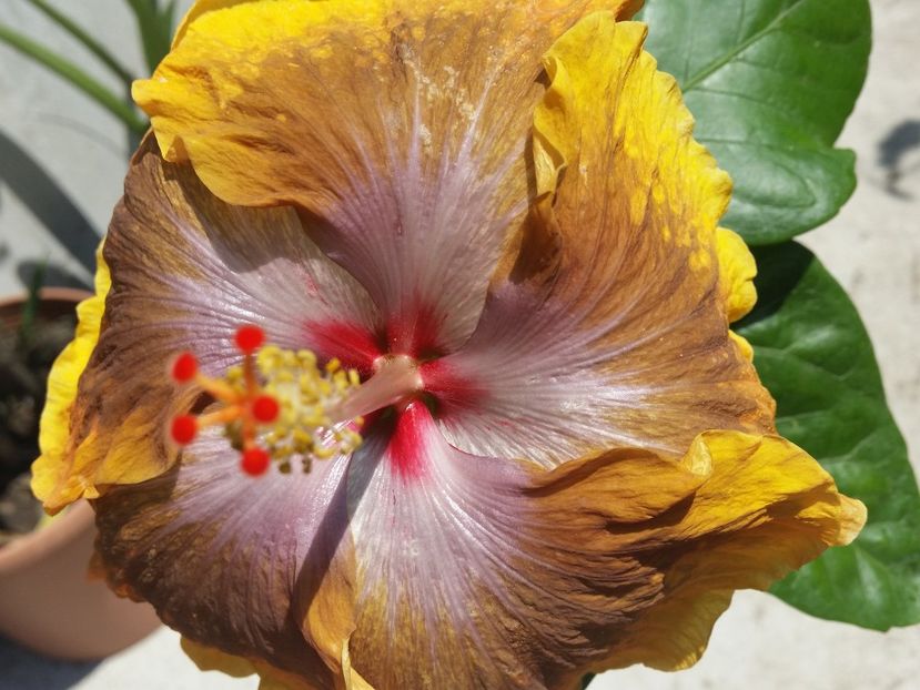  - Tahitian Sophistication