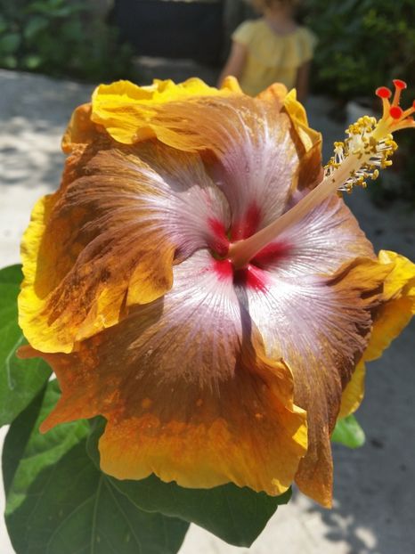  - Tahitian Sophistication