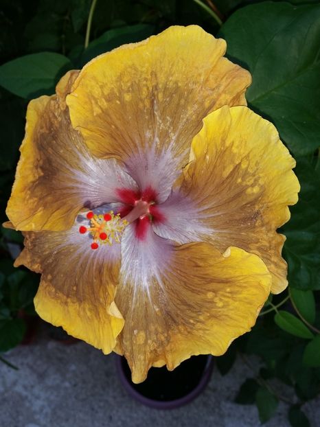  - Tahitian Sophistication