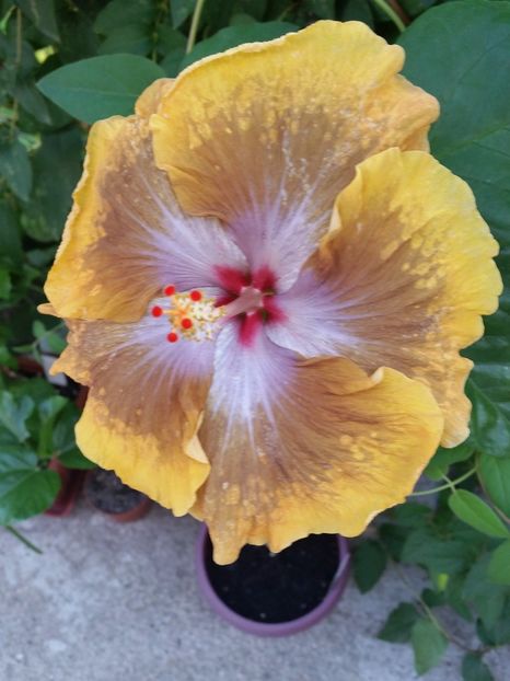  - Tahitian Sophistication
