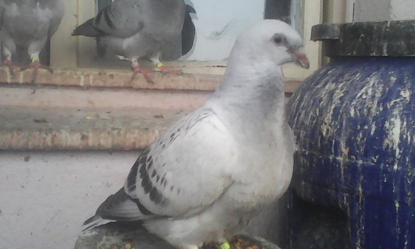 Extasy- bijuteria lui PORSCHE! - PUII 2017 DIN LA FABRICA