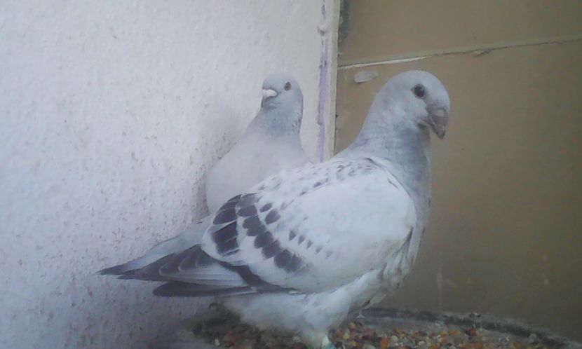  - PUII 2017 DIN LA FABRICA