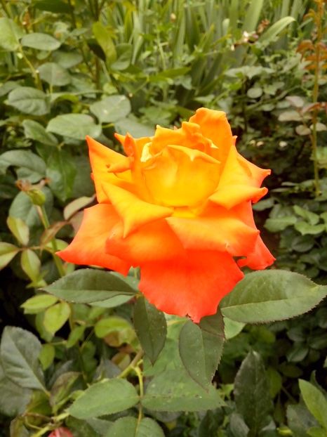 monika - 0 TRANDAFIRI 2017