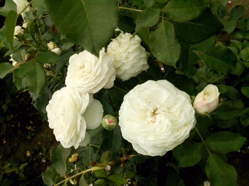 boule de neige - 0 TRANDAFIRI 2017