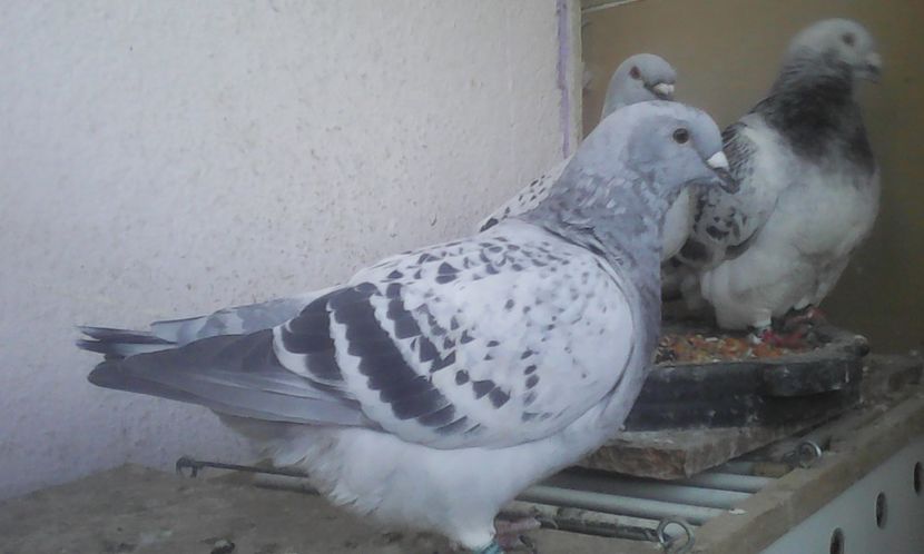 Ancona f 2017 are oua - PUII 2017 DIN LA FABRICA