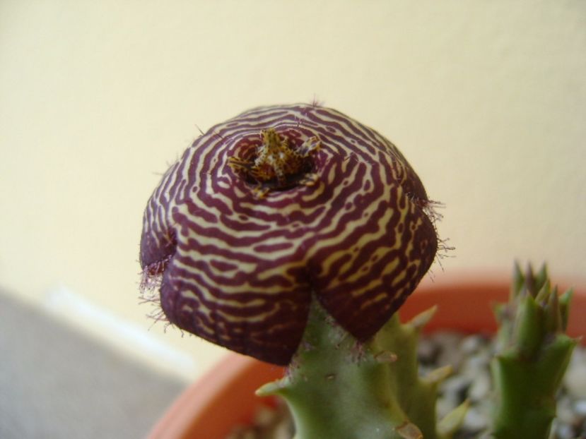 Orbea variegata - Stapeliade 2017